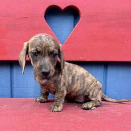 Maple - Brindle female Dachshund puppy in Willow Springs, Missouri from Krazy Acre Farm