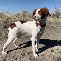 Skye - Brittany