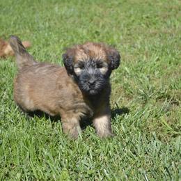 Maple - Wheaten female Soft Coated Wheaten Terrier puppy in Kirksville, Missouri from Ironwood Ridge Kennels