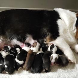 American Corgi and Pembroke Welsh Corgi Puppies from Half-Pint Corgis