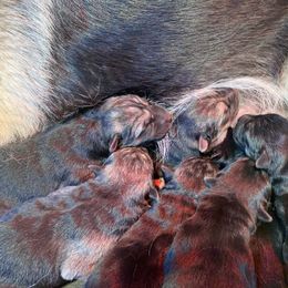 German Shepherd and White Shepherd Puppies from Scenic Creek German Shepherds