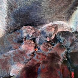 German Shepherd and White Shepherd Puppies from Scenic Creek German Shepherds