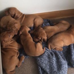 Vizslas from MTN TrAils Vizsla
