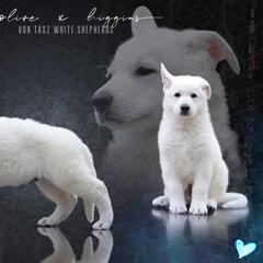 "Photo by Taylor Gracie 💙" Berger Blanc Suisse Puppies from Von Tasz White Shepherds