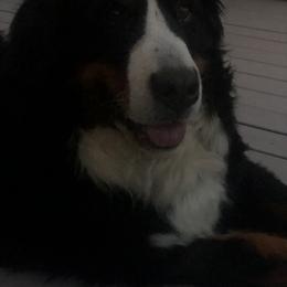 Bernese Mountain Dog Puppies from Humble Hearts Bernese
