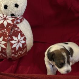 Girl 3 - Russell Terrier puppy from Hawk’s Nest Kennels