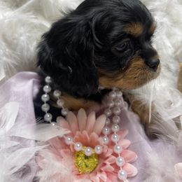 Stormy - Black and tan Cavalier King Charles Spaniel puppy in Texarkana, Arkansas from Miller's Cavaliers