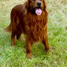 Golden Retriever and Miniature Australian Shepherd All Grown Up from Raised Right Pups
