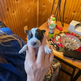 Rudolph - Red mottled male Australian Cattle Dog puppy in Buffalo Valley, Tennessee from Buffalo Valley Breeders