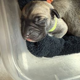 Neon Collar Girl - Fawn female Boerboel puppy in Warren, Michigan from BoHo Boerboels