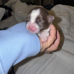 Dottie - Liver and white female Shih Tzu puppy in Riverside, California from It’s a Shih Tzu world