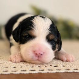 Jade - Tri-color female Cavapoo puppy in Kankakee, Illinois from Apricot Roots Doodles