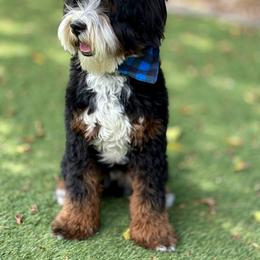 Hemi - Bernedoodle