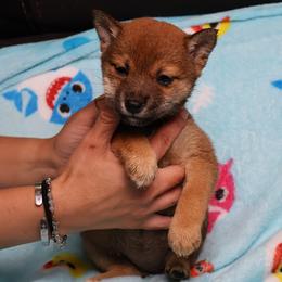 Rosaline - Sesame female Shiba Inu puppy in Ewing Township, New Jersey from NJ Shiba Baby