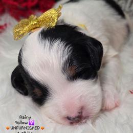 Yellow - Black and white female Bernedoodle puppy in Rockledge, Florida from Stormie's Doodles
