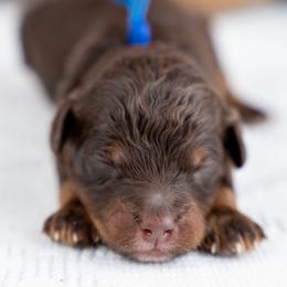 Ash - Brown and white male Bernedoodle puppy in Erda, Utah from Country Lane Doodles