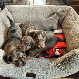 Dachshund puppies from Sterling Miniature Dachshunds