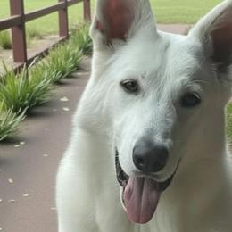 Dani - Berger Blanc Suisse