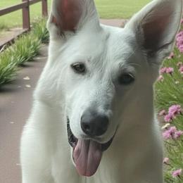 Dani - Berger Blanc Suisse