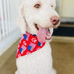 Juliet - Goldendoodle