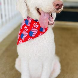 Juliet - Goldendoodle