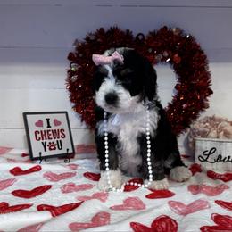 Selena - Tri-color female Bernedoodle puppy in Gilbert, Arizona from The Berne Barn... it’s a Doodle thing!