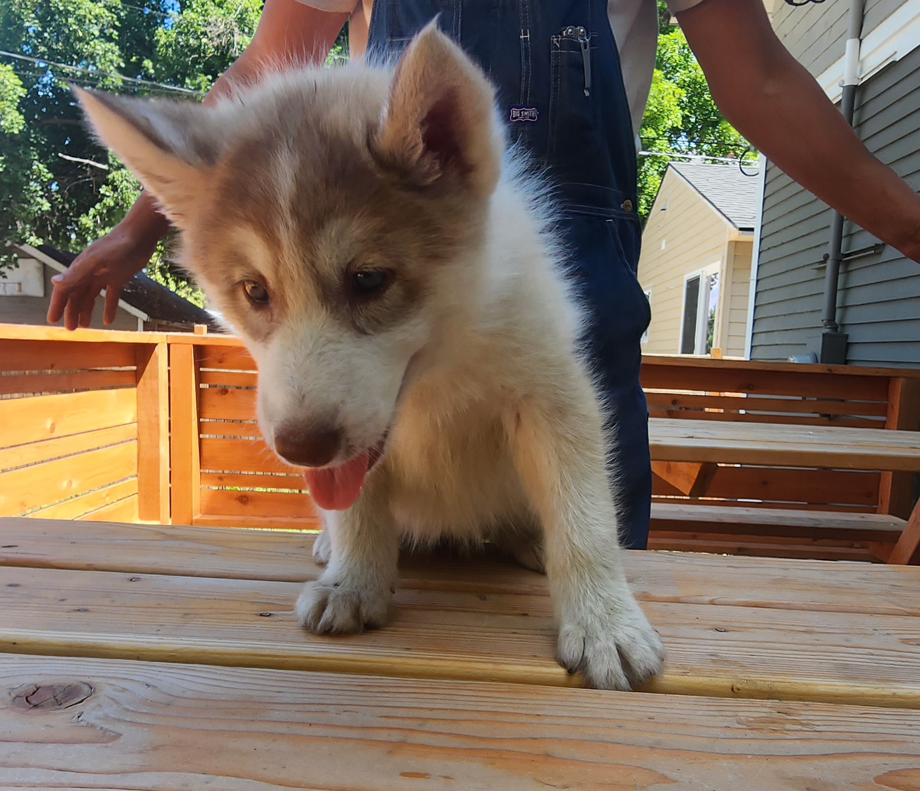 Native American Indian Dog Puppies from Corn Moon Kennels: a member of the Native American Indian Dog Preservation Project