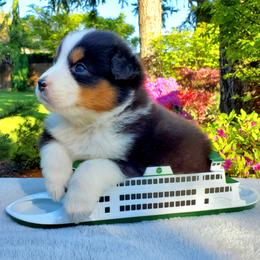 Presley - Black tri-color female Australian Shepherd puppy in Olympia, Washington from Echelon Australian Shepherds