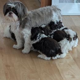 Shih Tzu Puppies from Mayra’s Shih Tzus