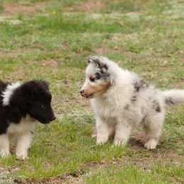 Shetland Sheepdog All Grown Up from Pat's Shetland Sheepdogs