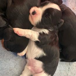 Boy 3 - Black and white male Cavalier King Charles Spaniel puppy in Melbourne, Florida from Majestic Cavaliers of Melbourne FL