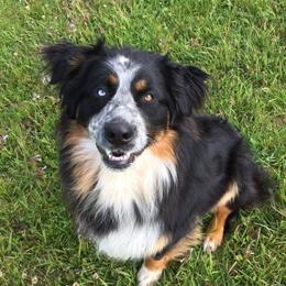 Gus - Australian Shepherd