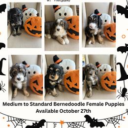 Bernedoodle puppies from Aloha Bernedoodles of Austin
