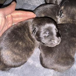 AKC girl 2 - Gold brindle female Dutch Shepherd puppy in Hastings, Minnesota from Century Hills Farm