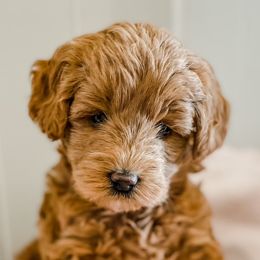 Cavapoos and Goldendoodles from Fitzdoodles