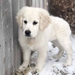 Golden Retriever Puppies from Sanctuary Ranch Goldens