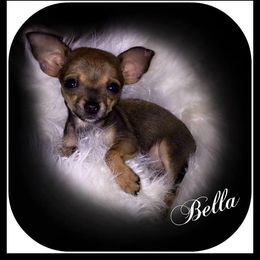 Chihuahua, Pomeranian, and Yorkshire Terrier Puppies from Pampered Pups Kennel