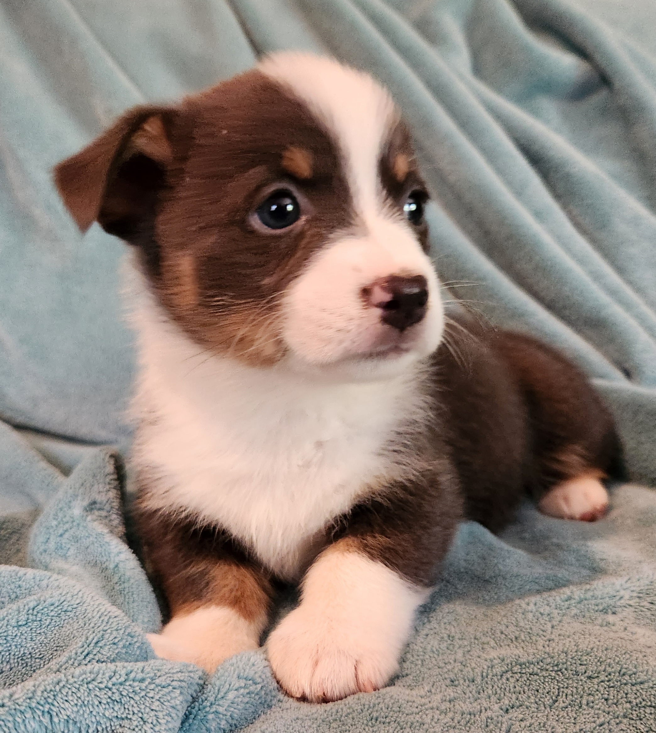 Pembroke Welsh Corgi Puppies from Workman Farms