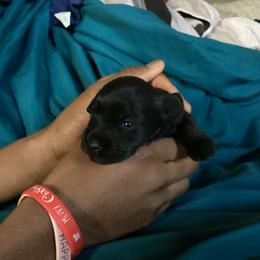 Maddie - Black female Miniature Schnauzer puppy in Little Elm, Texas from Matrix Schnauzers