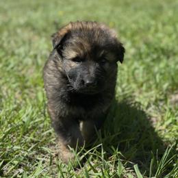 Kimi - Sable female German Shepherd puppy in Missoula, Montana from Spartan German Shepherds
