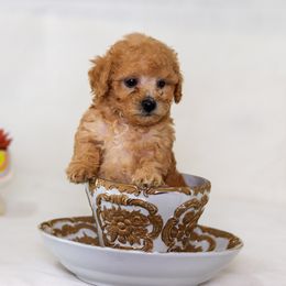 Poodle Puppies from Teacup & Toy Poodles