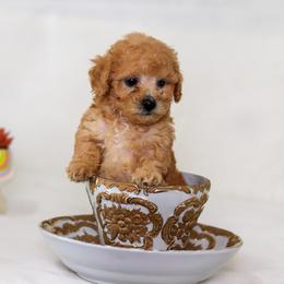 Poodle Puppies from Teacup & Toy Poodles