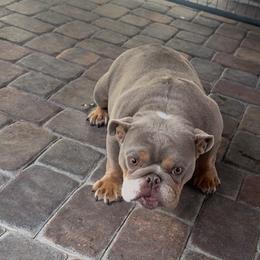 Emma - Bulldog