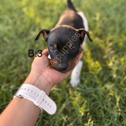 Buz - Black tan and white male Rat Terrier puppy in Idalou, Texas from FA Puppies