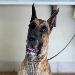 Great Danes from AnayaDanes