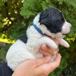 Uno - Parti male Goldendoodle puppy in Lancaster, Pennsylvania from Doodles in the Skye