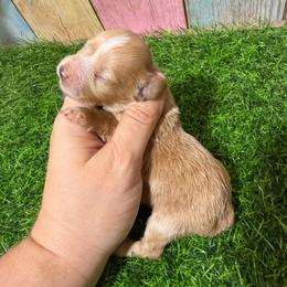 Cherri - Wheaten female Miniature Schnauzer puppy in Lufkin, Texas from C&K’s Schnauzer House