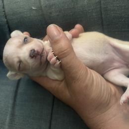 Ruby - Fawn and white female Chihuahua puppy in Orwell, Ohio from Cosmic Country Chihuahuas