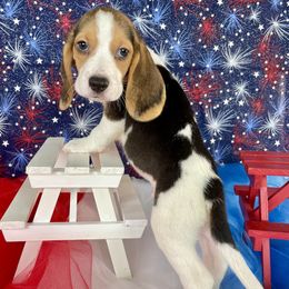 Wave - Black white and tan male Beagle puppy in Katy, Texas from Houston’s Howlin’ Hounds