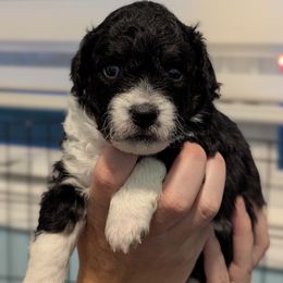 Aussiedoodle Puppies from Fur Hollow Puppies